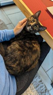 Roxy VERMISST seit 03. 12. 23 Schildpatt, tricolor, Glückskatze