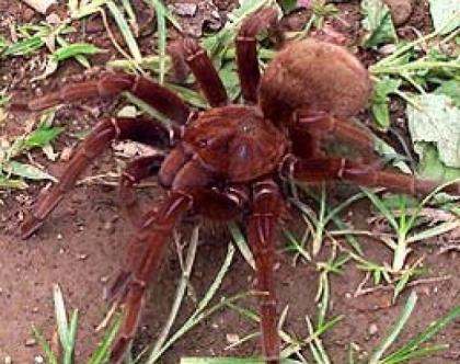 Pseudotheraphosa apophysis, Goliathvogelspinne
