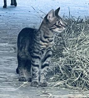 Katzenkinder suchen liebes Zuhause