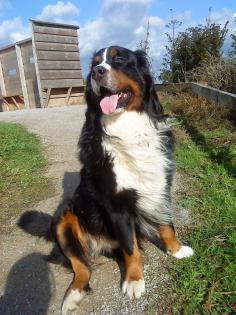 Hundebetreuung für meinen Berner Sennenhund Rüden gesucht
