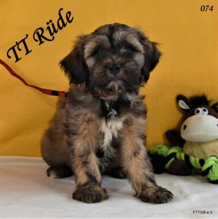 2 Tibet Terrier Welpen in der Farbe Zobel suchen eine neue Familie