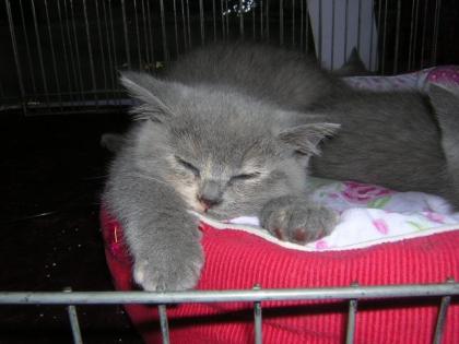 2 süsse Britisch Kurzhaar Kitten in blau-creme suchen noch ein neues Zuhause