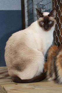 Superlieber Siam/ Thaikastrat sucht neue Familie