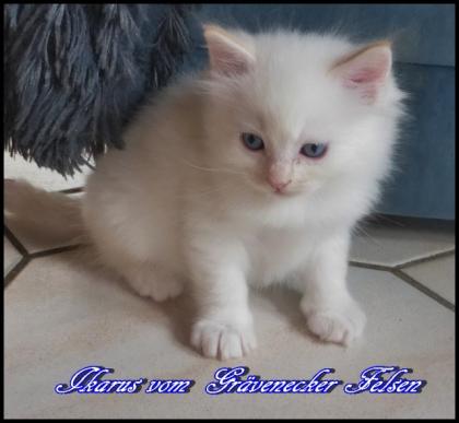 Wunderschöne Ragdoll Kitten mit Stammbaum