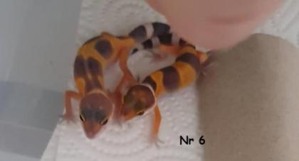 0, 9 Leopardgeckos DNz20 u 22 Komplettabnahme bevorzugt