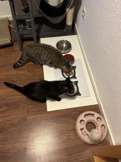 BKH Katzen Sie sind Geschwister