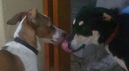 Heidi und Bogart Love is in the air