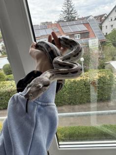Not Verkauf Boa Constrictor Imperator