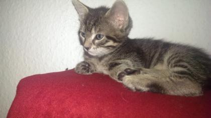Zwei wunderschöne main coon kätzchen abzugeben