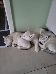 Reinrassige Sibirien Husky