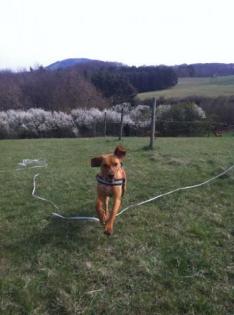 Amigo 2 Jahre alter Ridgeback Viszlar-Mix sucht ein liebes Zuhause
