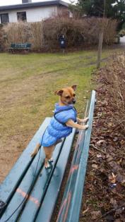 Hunde Paarung Chihuahua Mischling