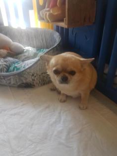 Chihuahua Gino zu verkaufen