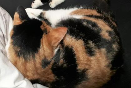 Finderlohn Dreifarbige tricolor Katze Glückskatze schmerzlich vermisst