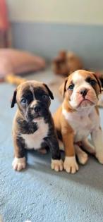 Boxer OEB Mix