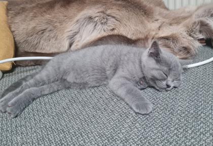 BKH Kitten suchen ein Zuhause