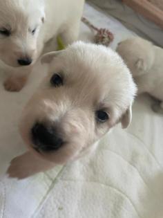 Berger Blanc Suisse langstock