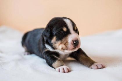Großen Schweizer Sennenhund Welpen mit Ahnentafel FCI