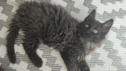 Main Coon Mix Kitten abgabebereit.