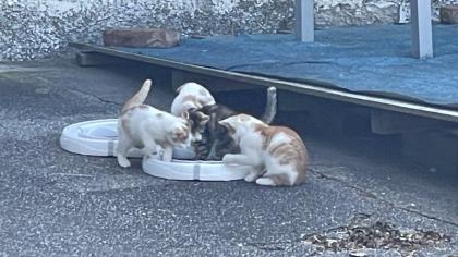 2 süße Katzenbabys abzugeben