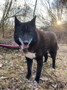 Venom. aktiver, lieber Hundeopi