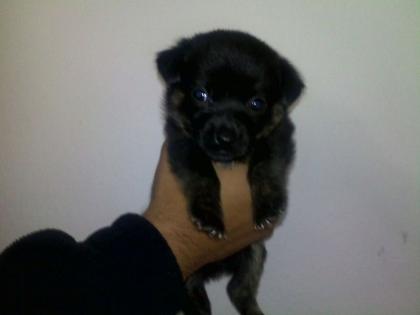 REINRASSIGE MINI CHIHUAUA WELPEN 8 WOCHEN