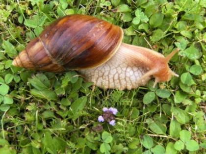 Biete Achatschnecken Achatina fulica