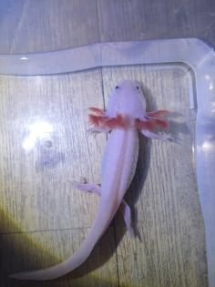 Axolotl Nachzucht