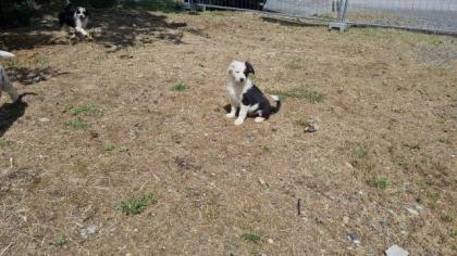 Australian shepherd welpen