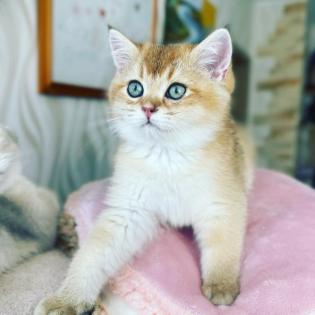BKH Kitten in Gold mit Stammbaum Abholbereit