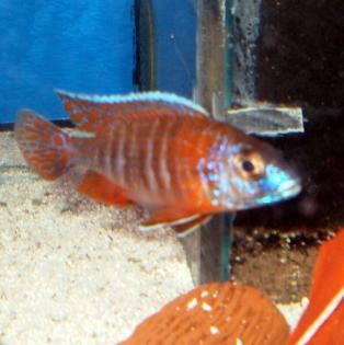Aulonocara Red-Rubin