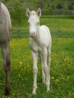 Cemello Appaloosa Stutfohlen zu verkaufen