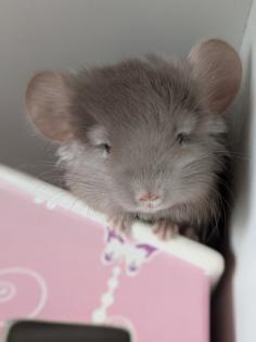 Chinchilla Babys Angora / Angoraträger suchen ein Zuhause