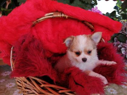 Süße Chihuahua-Welpen