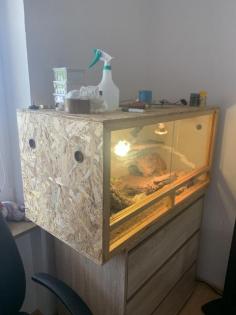 Verkaufe Terrarium mit Zubehör und 4 Bartagamen
