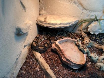 2 mal Königsphyton mit Terrarium