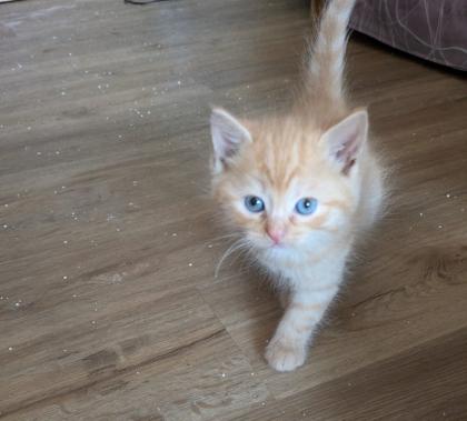 PerserMixKitten weiblich