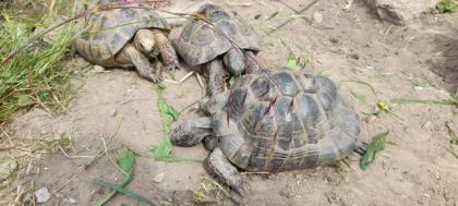 1. 4 maurische Landschildkröten