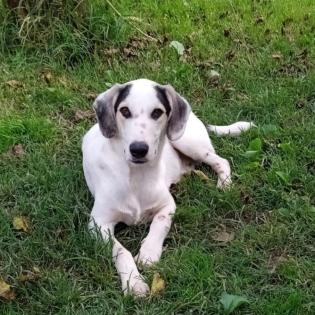 Mateo sucht ein Zuhause