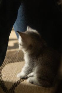Süße BKH Kitten, British Kurzhaar Katzenbabys