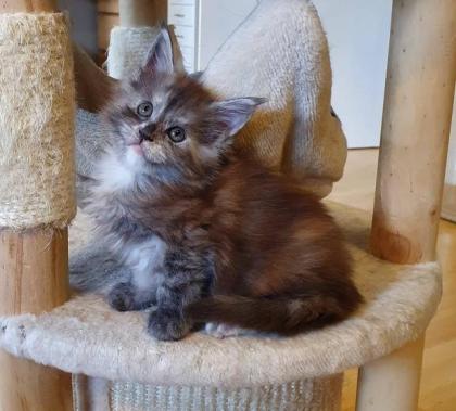 Maine Coon Mädchen mit Stammbaum