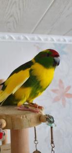 Ziegensittiche Pärchen