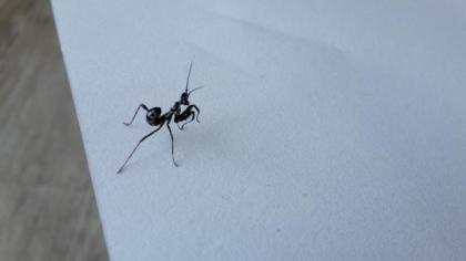 Brancsikia freyi L5 und Pseudocreobotra wahlbergii L1/L2 - Gottesanbeterin - Man