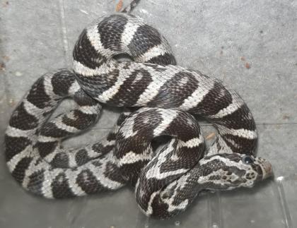 Hübsche Kornnatterbabys anery und ghost