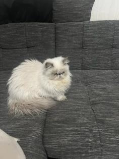 Wunderschöne persische Katze