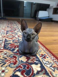 Süße Sphynx Kitten zu verkaufen