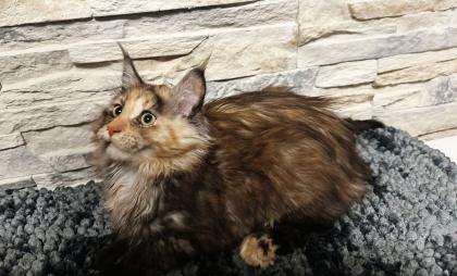 Main Coon Kitten suchen ein neues Zuhause