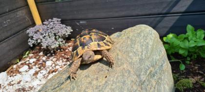 Griechische Landschildkröte