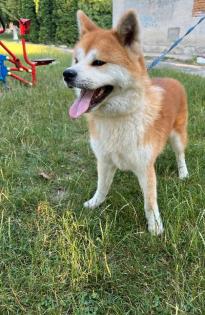 Japanische Akita-inu Hündin 13 Monaten