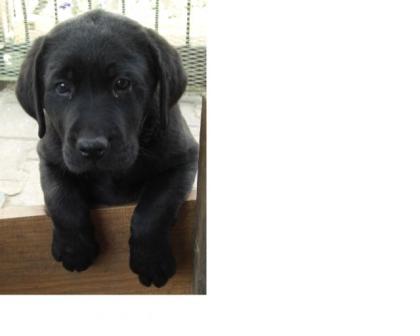 Schwarzer Labradorwelpe